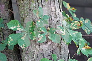 Common horse-chestnut Aesculus hippocastanum leaves damaged by horse-chestnut leaf miner Cameraria ohridella.