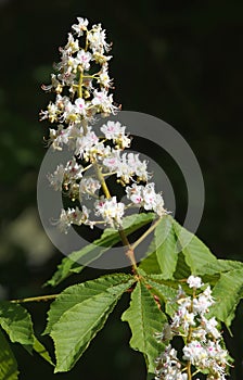 The common horse chestnut blossoms with dark background