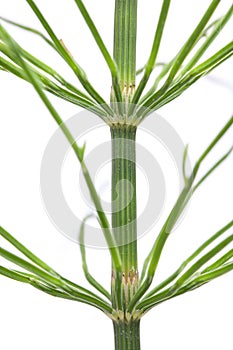 Common horsetail Equisetum, arvense on white background