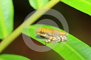 Common hour-glass tree frog photo