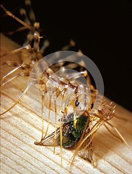 Common House Centipede Feeds on a Captured Fly