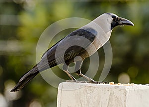 A common house crow