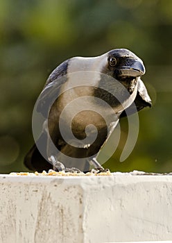 A common house crow