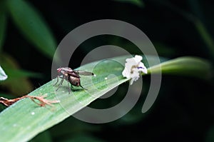 Common house fly