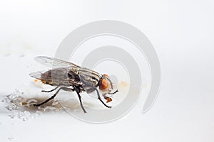 Common house fly