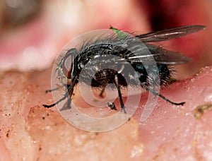 Common house fly feeding on rotting meat.