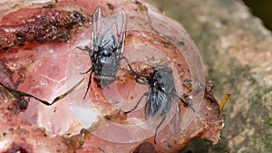 Common house fly feeding on rotting meat.