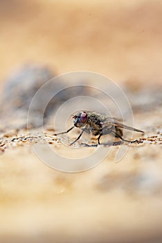 Common house fly in habitable environments located in an open  open.