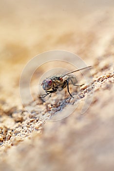 Common house fly in habitable environments located in an open  open.