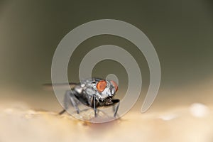 Common house fly in habitable environments located in an open  open.