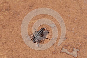 Common house fly in habitable environments located in an open open.