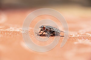 Common house fly in habitable environments located in an open open.