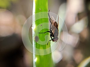 Common house fly macro