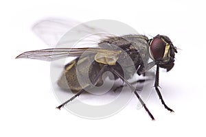 Common house fly macro cleaning its body Musca Domestica