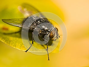 Common House Fly (Musca domestica)