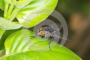 Common house fly (Musca Domestica) photo