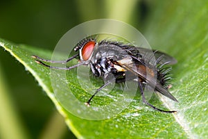 Common house fly (Musca Domestica) on a green leaf photo