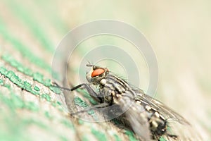 Common House Fly (Musca Domestica) Macro