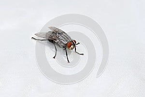 Common House Fly On A White Canvas