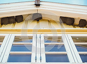 Common house-martin birds nesting under eave