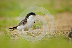 Common House-Martin - Delichon urbicum, also called Northern house martin, in Pakistan as Ababeel, migratory passerine black and photo