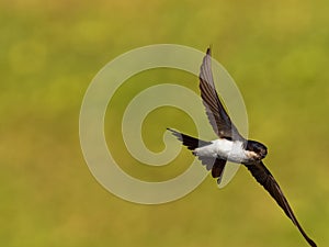 Common House-Martin - Delichon urbicum black and white flying bird eating and hunting insects, also called northern house martin, photo