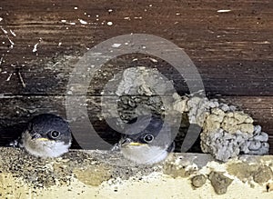 Common house martin / Delichon urbicum, sometimes called the northern house martin - nest with chicks