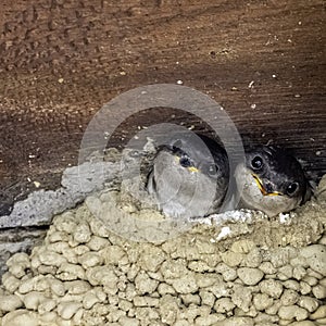 Common house martin / Delichon urbicum, sometimes called the northern house martin - nest with chicks