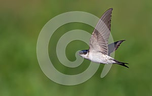 Common house martin swift flying on green background photo