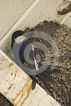 Common House Martin; Huiszwaluw; Delichon urbicum