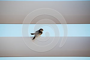 common house martin on the roof pergola