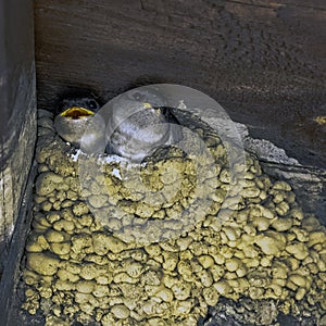 Common house martin sometimes called the northern house martin - nest with chicks in Choczewo, Pomerania, Pola