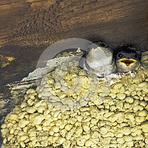 Common house martin sometimes called the northern house martin - nest with chicks in Choczewo, Pomerania, Pola