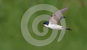 Common House Martin in very speedy flight with lifted wings and glean green background photo