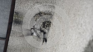 The common house martins Delichon urbicum are fighting in the nest on the wall of house at july, in high definition FULL HD