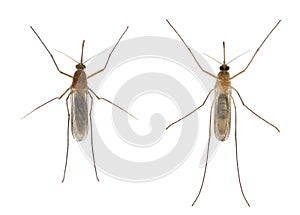 Common house mosquito - Culex pipiens