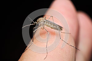 Common house mosquito (Culex pipiens)