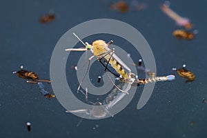 Common house mosquito (Culex pipiens)