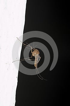 Common house mosquito (Culex pipiens)