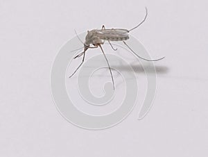 Common house mosquito insect culex pipiens macro closeup view image photo