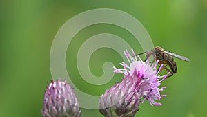 Common House Mosquito or Northern House Mosquito /Culex pipiens/ drinks nectar on a purple flower