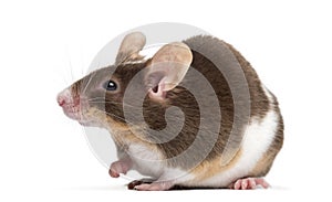 Common house mouse, Mus musculus,