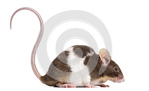Common house mouse, Mus musculus, isolated on whi photo