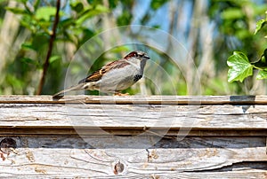 Common House Sparrow