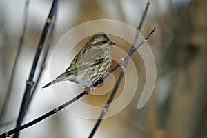 A Common House Sparrow