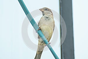 The Common House Sparrow Chidiya
