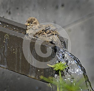 A common house sparrow cools on a water feature outlet