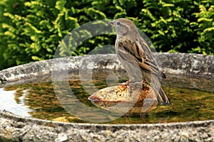 Common house sparrow taking a bath.