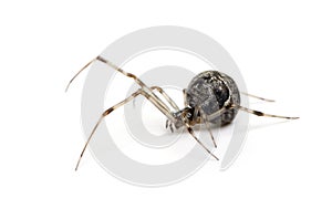 Common house spider - Achaearanea tepidariorum