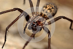 Common house spider (Tegenaria domestica)